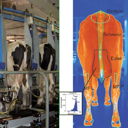 Thermografie in der Veterinärmedizin – Messung der Körpertemperatur von Kühen mit Wärmebildkameras